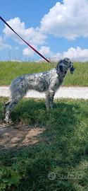Setter femmina 3 anni