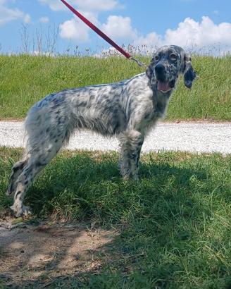 Setter femmina 3 anni