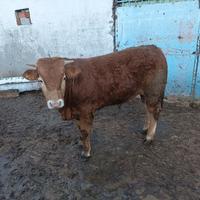 Toro e vitello limousin