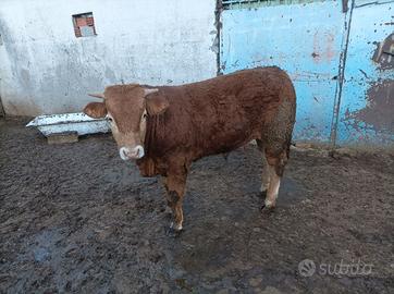 Toro e vitello limousin