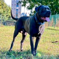Stallone cane corso per monta