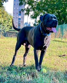 Stallone cane corso per monta