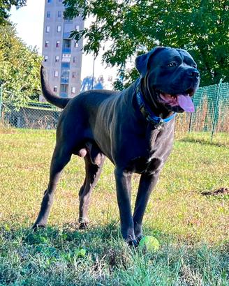 Stallone cane corso per monta