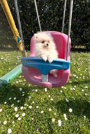 Spitz di pomerania linea coreana Max 18 cm AD