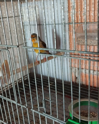 Incardellato