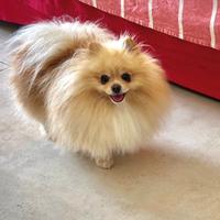 Monta per pomerania. Maschio 2 anni Pedigree