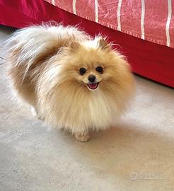 Monta per pomerania. Maschio 2 anni Pedigree