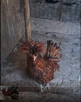Gallo padovano