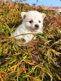 Meravigliosa Spitz toy