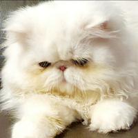 Gatto persiano ipertipico