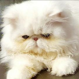 Gatto persiano ipertipico