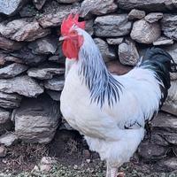 Galli Sussex e Sussex / Olive Egger - 6mesi