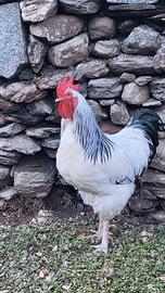 Galli Sussex e Sussex / Olive Egger - 6mesi