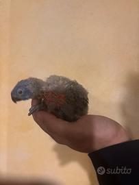 Pappagalli lori arcobaleno da imbecco pulli