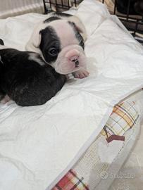 Cuccioli di bulldog francese