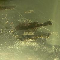 Ancistrus