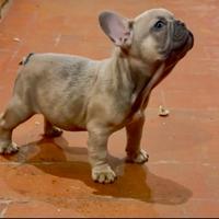 Bulldog francese