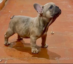 Bulldog francese