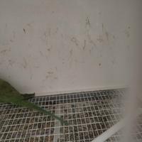 Parrocchetto del collare