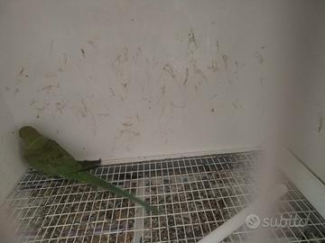 Parrocchetto del collare