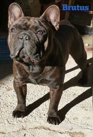 Bulldog Francese per "Monta"