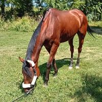 Giovane cavallo purosangue americano da completo