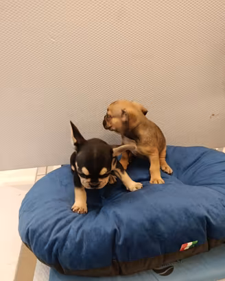 Cuccioli di bulldog francese