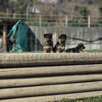 Cuccioli di pastore tedesco
