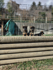 Cuccioli di pastore tedesco