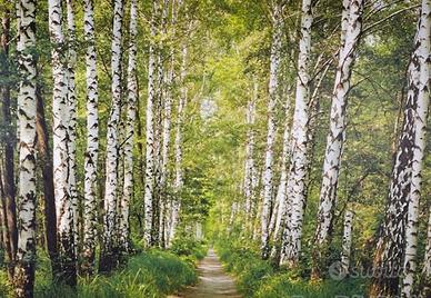 Carta da parati bosco di betulle