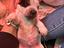 Immagine 4