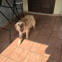 Golden retriver