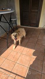 Golden retriver