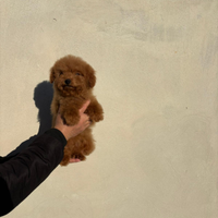 Cucciolo di barboncino toy