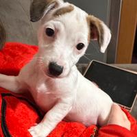 Cuccioli Jack russel