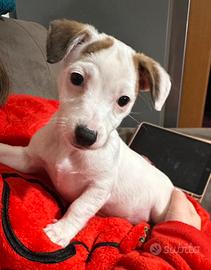Cuccioli Jack russel