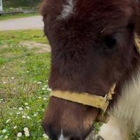 Mini pony femmina