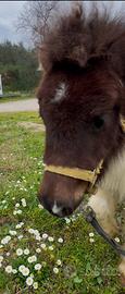 Mini pony femmina