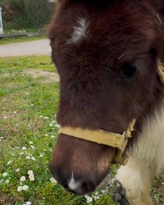 Mini pony femmina
