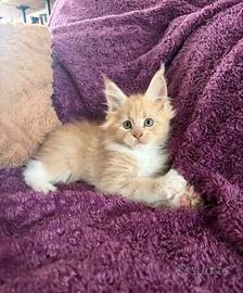 Cucciolo maschio Maine coon