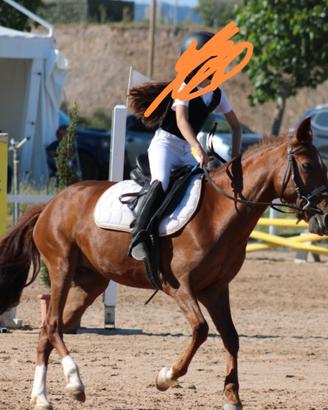 Pony femmina