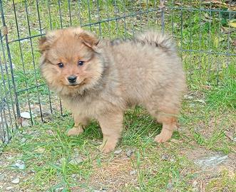 Cuccioli di spitz piccolo