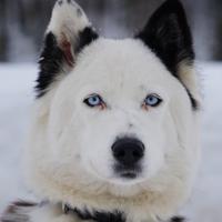 Yakutian Laika - Cuccioli disponibili