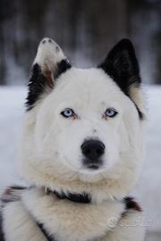 Yakutian Laika - Cuccioli disponibili