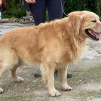 Golden retriver maschio disponibile per monta