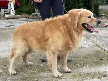 Golden retriver maschio disponibile per monta