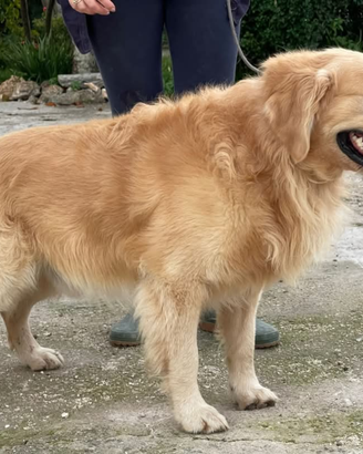 Golden retriver maschio disponibile per monta