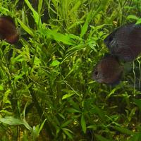 Piante per Aquario Aqua dolce