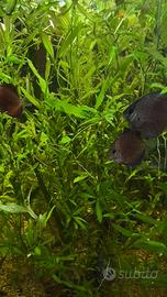 Piante per Aquario Aqua dolce