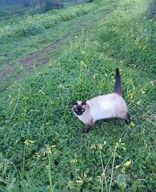 Gatto Siamese